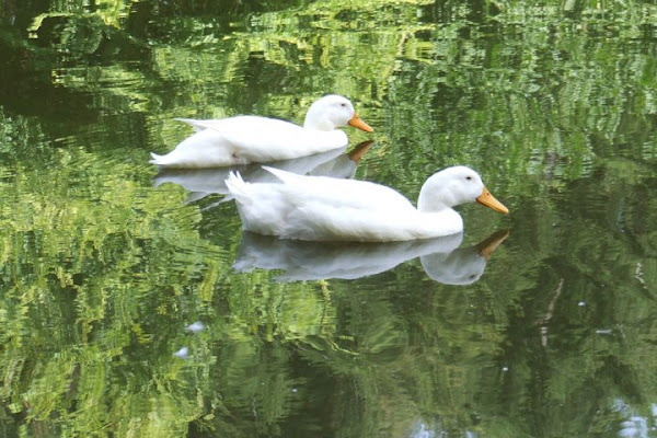 bianco riflesso di Loredana Pagana