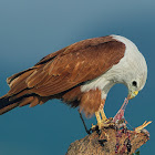 Brahminy kite