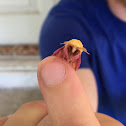 Rosy maple moth