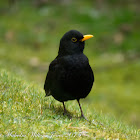 Blackbird