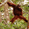 Orangutan (young adult)