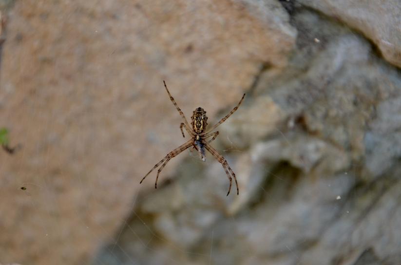 Spider X di Primula Vico