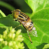 Spotted-eye Hoverfly