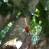 Multicolored Asian Lady Beetle