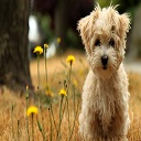 puppy dogs Chrome extension download