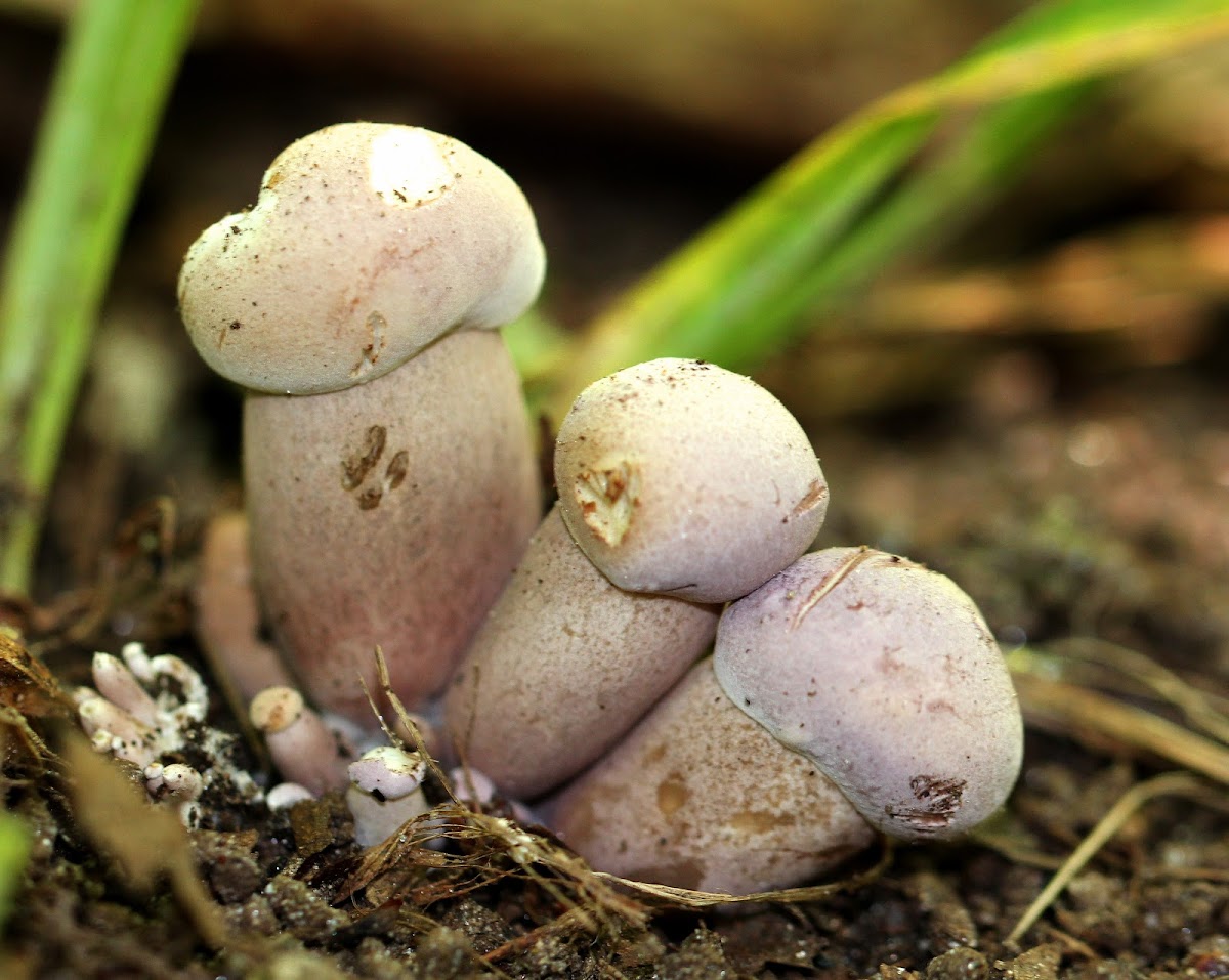 Violet Bitter Bolete