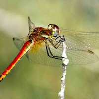 Libellula di 