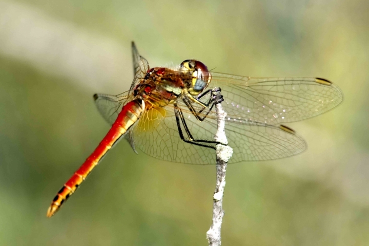 Libellula di maurizio.scanu