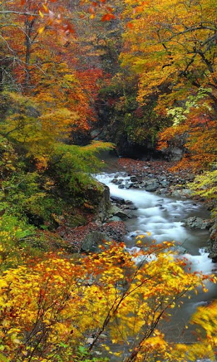 Forest brook among paints