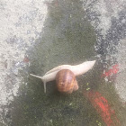 Vinogradarski puž  (lat. Helix pomatia)