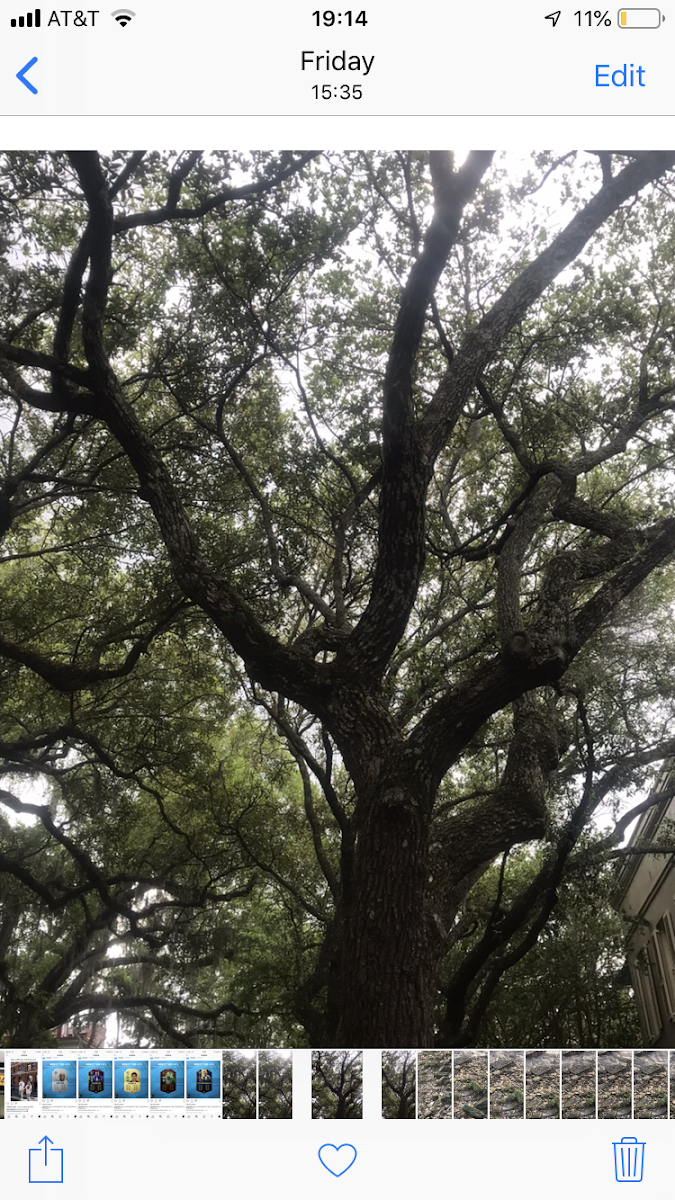 Spanish Moss on a Live Oak Tree