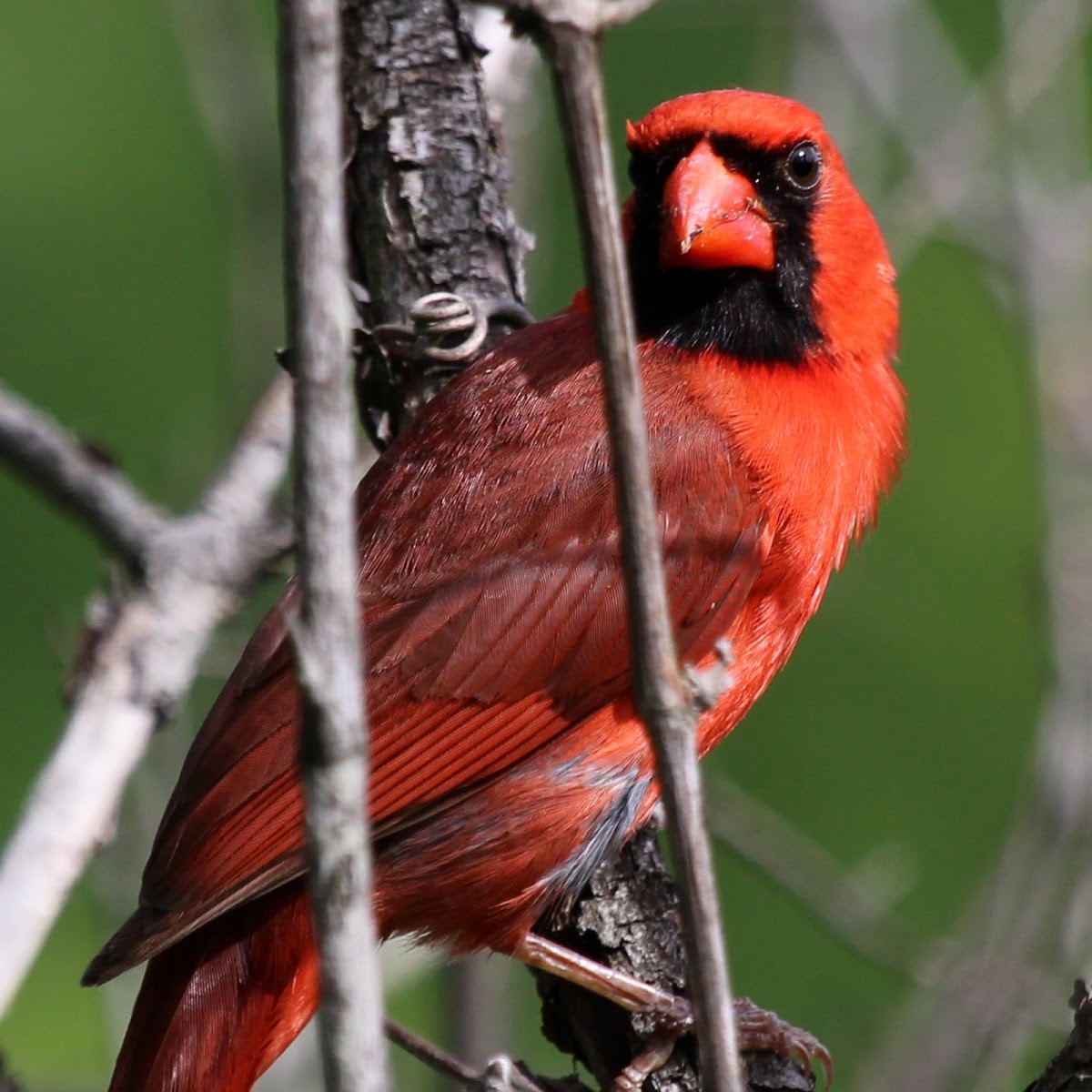 Northern Cardinal (Male)