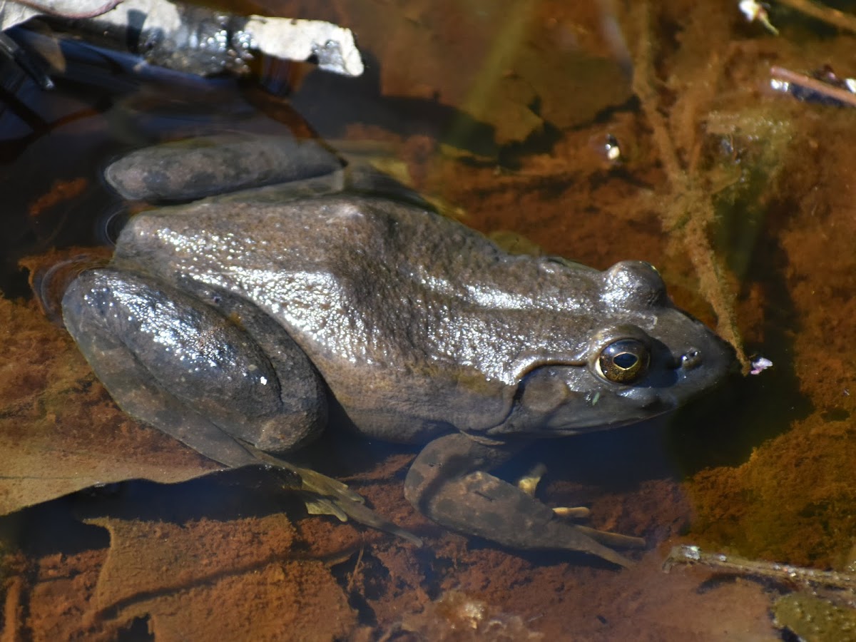 Green Frog