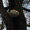 Hedgehog mushroom