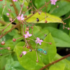 pure golden green sweat bee