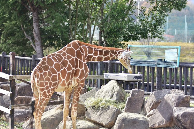 ムーヴカスタムのヤング兄弟・ヤング兄弟の弟・King of Street C.C・動物園に関するカスタム事例の投稿画像7枚目