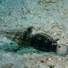 Banded Goby