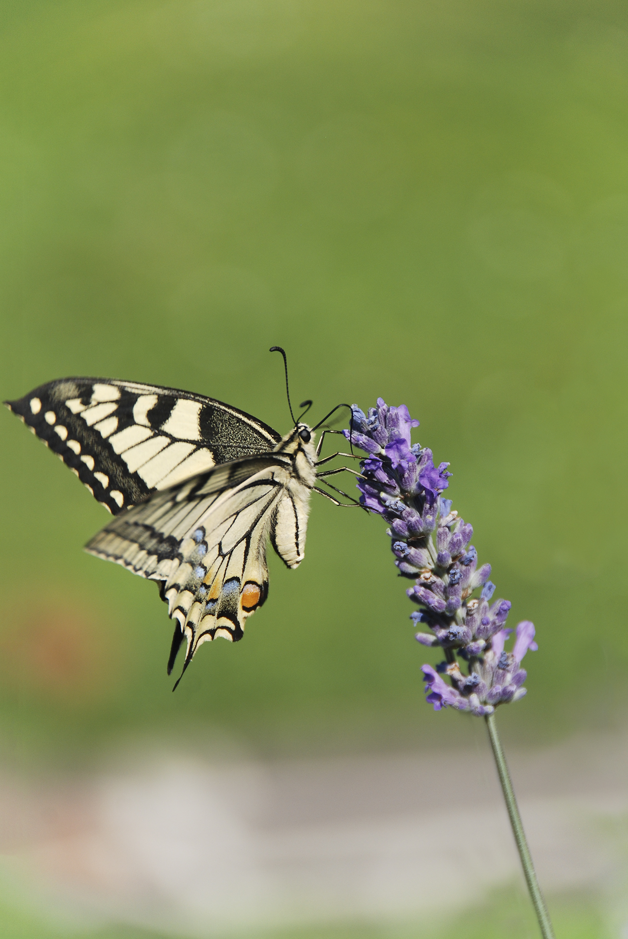 lavanda di linobeltrame