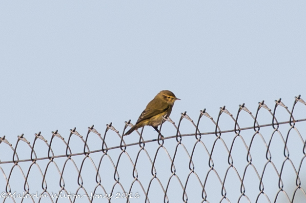 Chiffchaff; Mosquitero Común