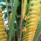 Bijagua / Rattlesnake plant