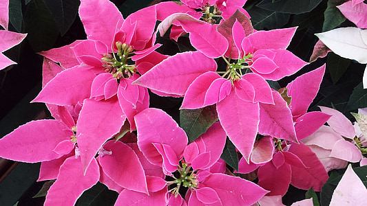 https://i2.pickpik.com/photos/672/16/993/poinsettia-pink-plant-christmas-thumb.jpg