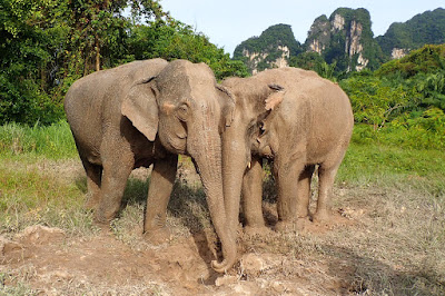 Get muddy as you apply a healthy cosmetic mud treatment to their skin