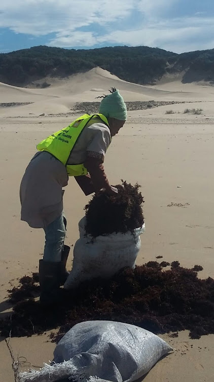 A member of the Taurus team collects seaweed on the Eastern Cape coast