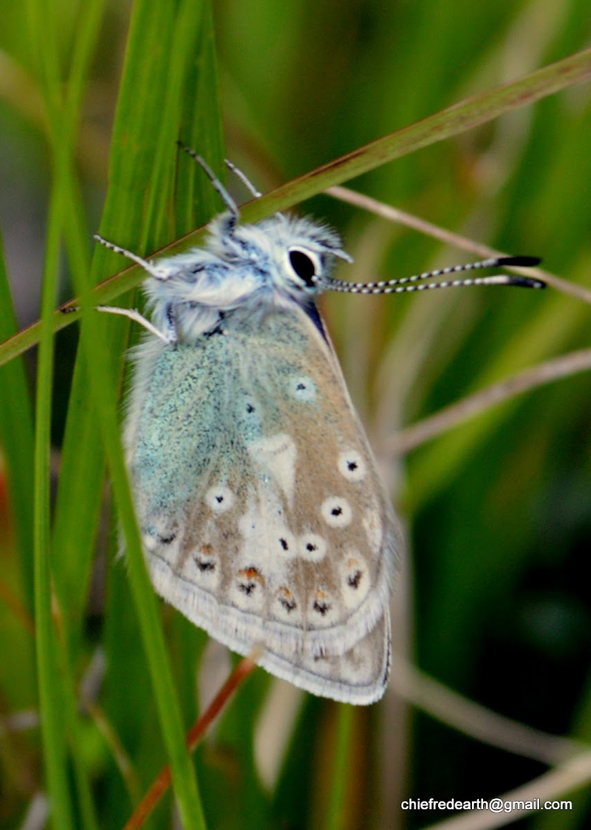Blue Gossamer winged Butterfly