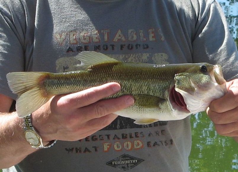 Largemouth Bass