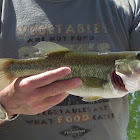 Largemouth Bass