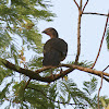 Plain Chachalaca