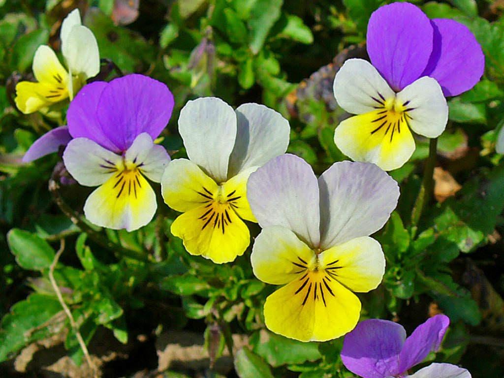 Viola-tricolor-Wild-Pansy3