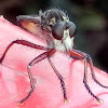 Robber Fly