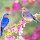 Spring Birds HD Wallpapers Nature Theme