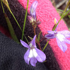 Kalm's or Brook Lobelia