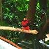 Bearded Barbet