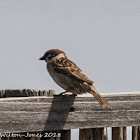 Tree Sparrow; Gorrión Molinero