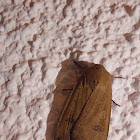 Large yellow underwing