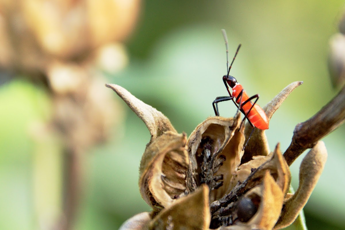 Dysdercus decussatus (叉帶棉紅蝽)