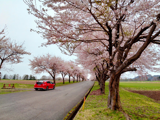 インサイト Ze2の桜が咲いた 自動車税はお得に 高そうで高くない少し高い車 Gwを楽しもう 彼の人 自動車税 に関するカスタム メンテナンスの投稿画像 車のカスタム情報はcartune