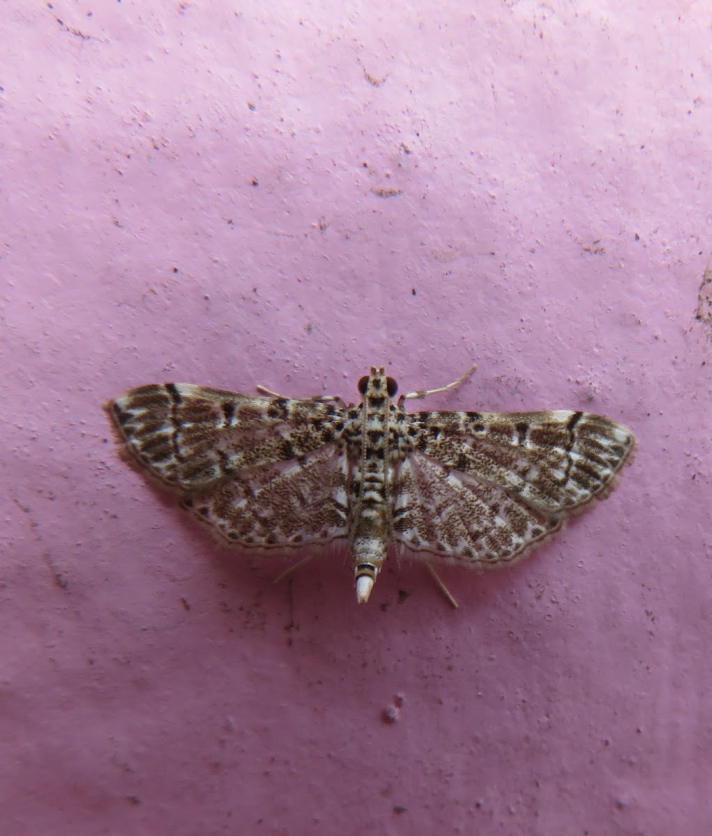 Crambid Moth