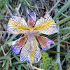 Algerian iris