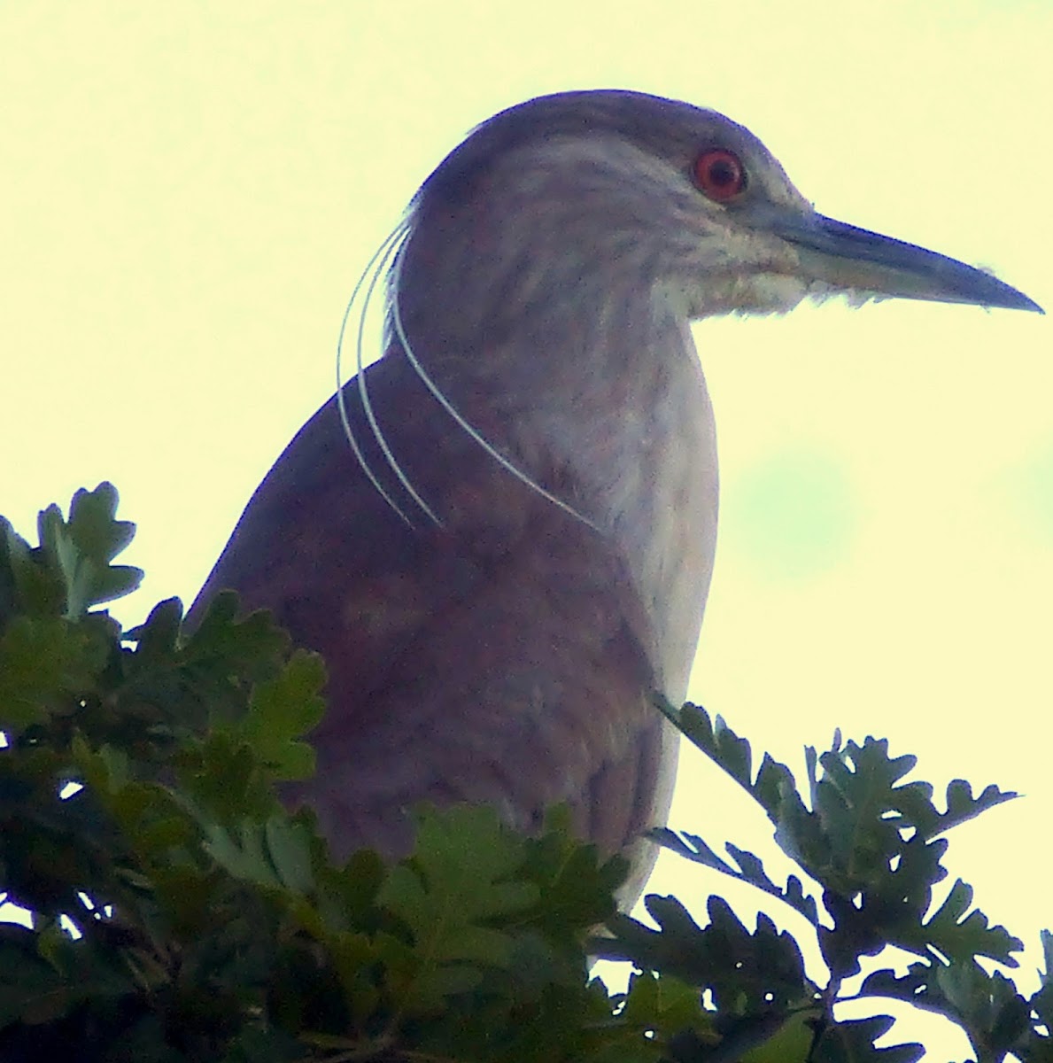 Black Crowned Night Heron