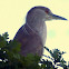 Black Crowned Night Heron