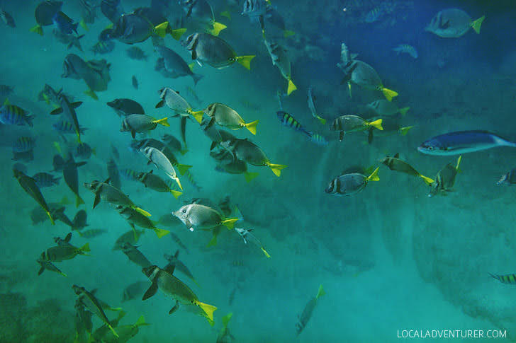 Snorkeling off Santa Maria Beach Cabo.