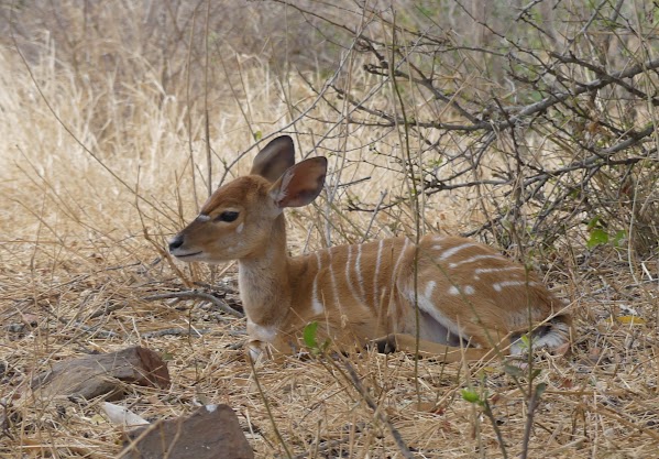 KRUGER DÍA 5: DE SKUKUZA A SATARA - SUDÁFRICA, DOS SEMANAS POR EL KRUGER Y LA COSTA SUR (12)