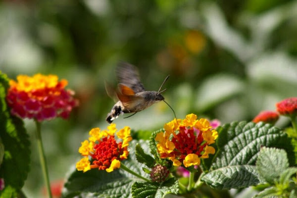 Macroglossa Stellatarum e non un Colibrì di Susy Maglione