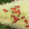 Large Milkweed Bug Nymphs