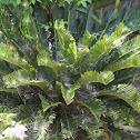 Sago Palm with Dome Spider Colony