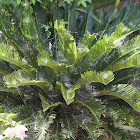 Sago Palm with Dome Spider Colony